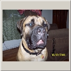 Kenoa and Clints from Carrie and Lowell - Buddy aka Jeb DOB 07-07 135lbs.jpg